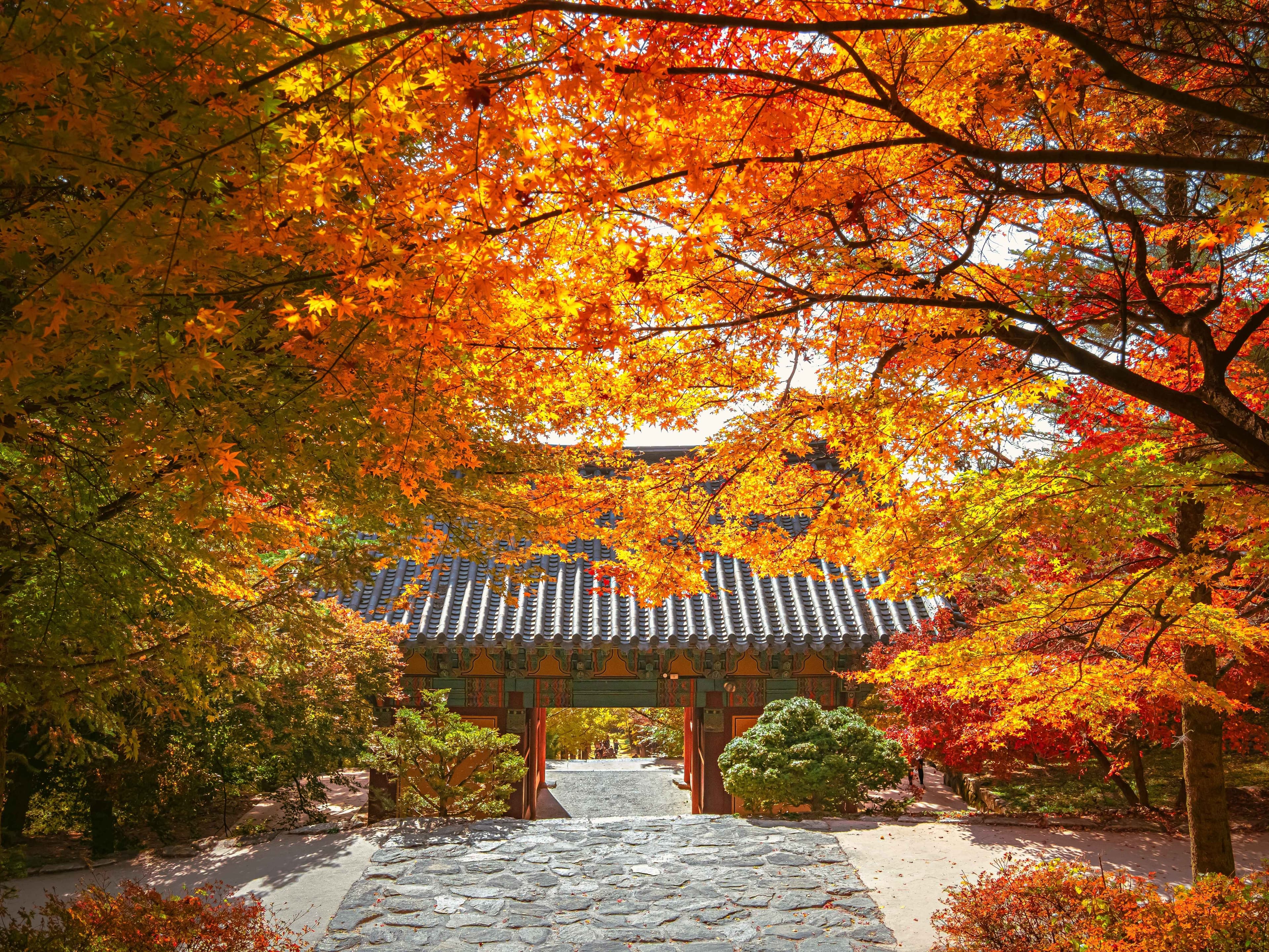 An autumn gate and stone path at Buseoksa Temple in Yeongju, under red and orange maple trees.