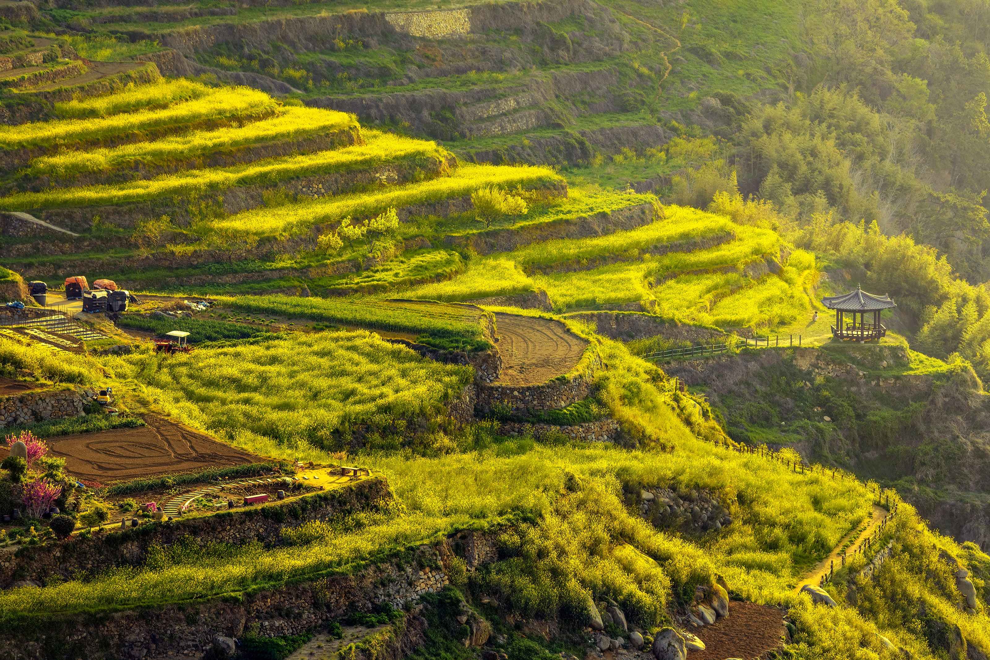 Terraced fields of yellow rapeseed flowers above a coastal village in Namhae.