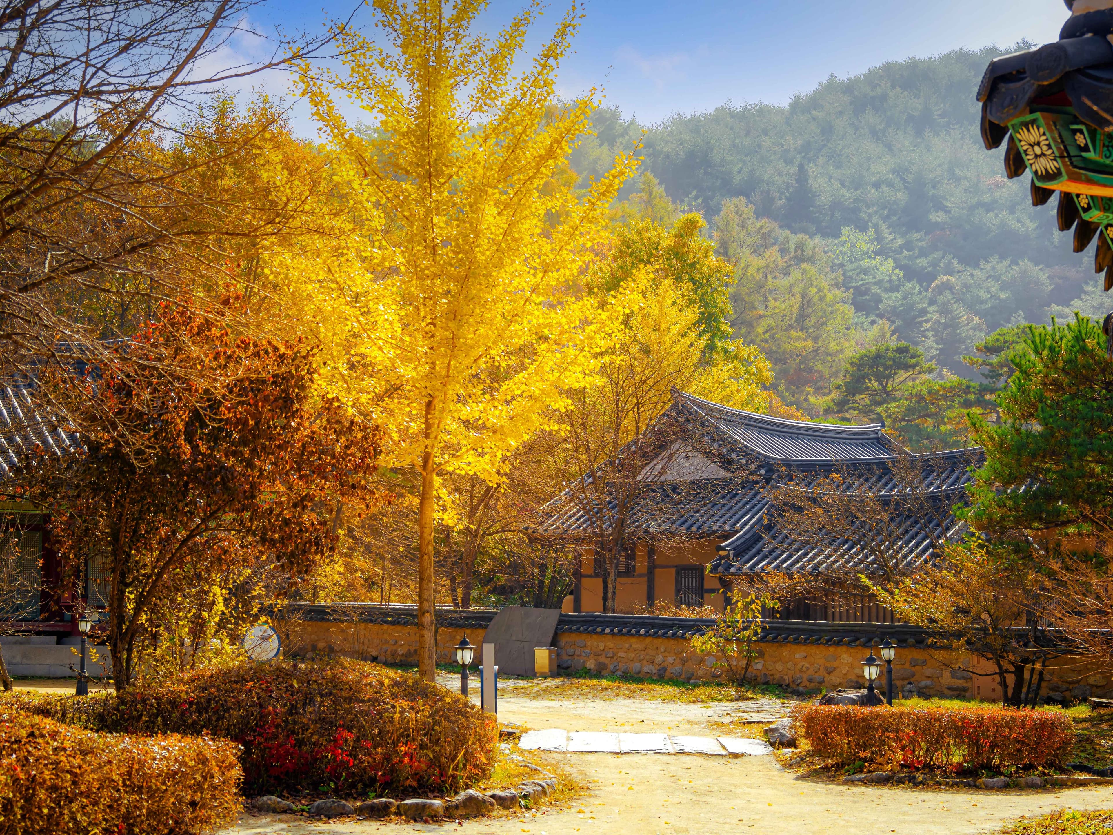 Yellow ginkgo trees over the tiled roofs of Sosu Seowon in Yeongju.